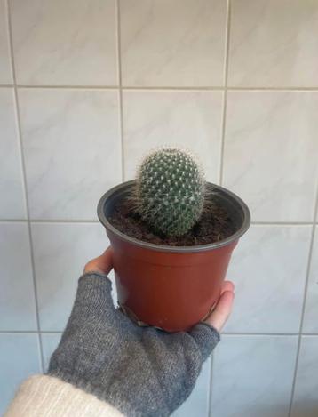 Small Cactus Succulent Plant beschikbaar voor biedingen