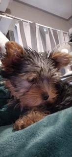 Mini york terriër, Dieren en Toebehoren, Yorkshire Terriër, CDV (hondenziekte), 8 tot 15 weken, Meerdere