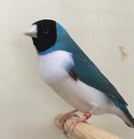 RUILEN voor vreemd bloed !!! gould amadine voor gould amadin, Dieren en Toebehoren, Meerdere dieren, Tropenvogel, Geringd