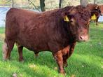 Dexter stier, Dieren en Toebehoren, Runderen, Mannelijk, 3 tot 6 jaar