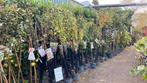 Fruitbomen halfstam en hoogstam, Ophalen, Minder dan 100 cm, Overige soorten, Lente