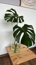 Kamerplant Monstera stek, Huis en Inrichting, Kamerplanten, Ophalen, Halfschaduw, Minder dan 100 cm