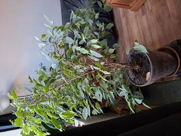 Div kamer planten met pot beschikbaar voor biedingen