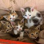 boerderij kittens, Dieren en Toebehoren, Katten en Kittens | Overige Katten, Meerdere dieren, Kortharig, 0 tot 2 jaar