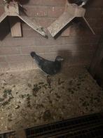 Jonge kweekduivin, Dieren en Toebehoren, Vogels | Overige Vogels, Meerdere dieren