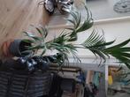 Plant, Huis en Inrichting, Ophalen, 100 tot 150 cm, Overige soorten, Halfschaduw