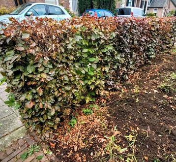 Rode haagbeuk beschikbaar voor biedingen
