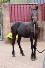 Fries hengst veulen te koop, Dieren en Toebehoren, Paarden, Minder dan 160 cm, Gechipt, Niet van toepassing, 0 tot 2 jaar