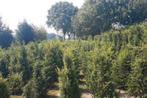 Taxus baccata haagboompjes, Ophalen of Verzenden, Overige soorten, Minder dan 100 cm