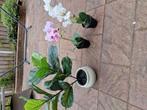 Set kunstplanten, Ophalen, Overige soorten, Minder dan 100 cm