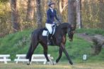 Super knappe dressuur gefokte ruin van Fürstenball, Dieren en Toebehoren, Paarden, Ruin, Dressuurpaard