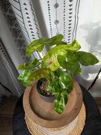 Syngonium Mango Allusion, Huis en Inrichting, Kamerplanten, Ophalen of Verzenden, Halfschaduw, Minder dan 100 cm