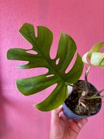 Rhaphidophora Tetrasperma, Verzenden, Overige soorten, Minder dan 100 cm