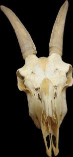 schedel Nederlandse geit, Verzamelen, Dierenverzamelingen, Ophalen of Verzenden, Nieuw, Boerderijdier, Schedel