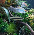 Gratis Siamese Algeneters, Dieren en Toebehoren, Vissen | Aquariumvissen, Vis