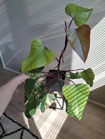 Philodendron Strawberry Shake beschikbaar voor biedingen