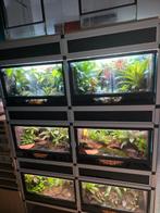 Terrarium stelling., Dieren en Toebehoren, Ophalen, Nieuw, Terrarium of Paludarium