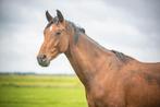 3 jarige KWPN hengst/ruin, Gechipt, Dressuurpaard, Hengst, 3 tot 6 jaar