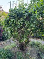 Hazelaar, Tuin en Terras, Planten | Bomen, Ophalen, Volle zon, Overige soorten