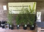 Fargesia Black Dragon, niet woekerende bamboe!!!, Vaste plant, Bloeit niet, Halfschaduw, Ophalen