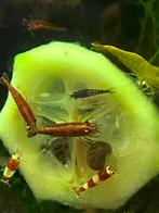 Garnalen gezocht, Dieren en Toebehoren, Kreeft, Krab of Garnaal