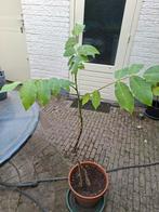 Walnoot boom, Ophalen