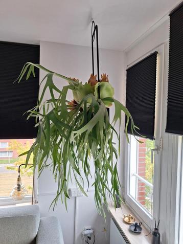 Hertshoorn 1m x 1m beschikbaar voor biedingen