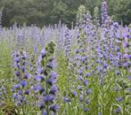 Echium Vulgare, slangenkruid , inheemse plant, Ophalen of Verzenden, Zomer, Overige soorten, Volle zon