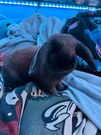 konijn, Dieren en Toebehoren, Vrouwelijk, Middelgroot, 0 tot 2 jaar