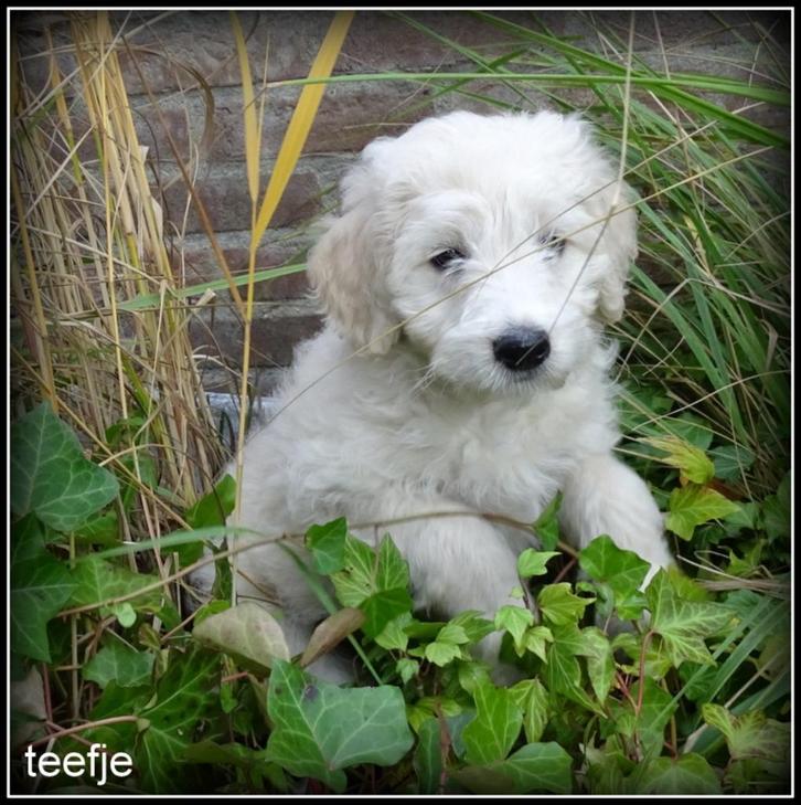 Labradoodle pup WEGENS ANNULERING., Dieren en Toebehoren, Honden | Retrievers, Spaniëls en Waterhonden, Teef, Overige rassen, Fokker | Professioneel