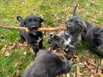 Pups kruising Golden Retriever / Mechelse Herder, Dieren en Toebehoren, CDV (hondenziekte), 8 tot 15 weken, Groot, Meerdere