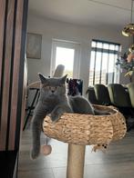 Britse korthaar, Kater, Gechipt, 0 tot 2 jaar