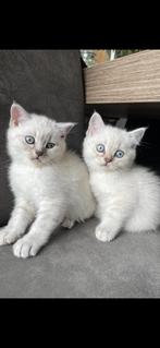 Britse korthaar kittens, Dieren en Toebehoren, Katten en Kittens | Overige Katten, Meerdere dieren, Kortharig