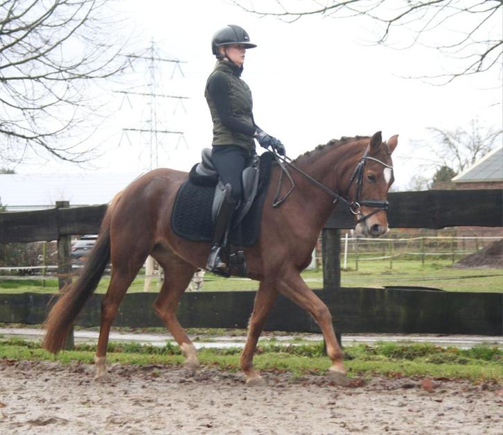 Mooie 7 jarige New Forest D pony, Dieren en Toebehoren, Pony's, Merrie, L, D pony (1.37m tot 1.48m), Dressuurpony, 7 tot 10 jaar