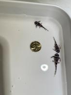 L046 Zebraplecos (3 stuks), Vis