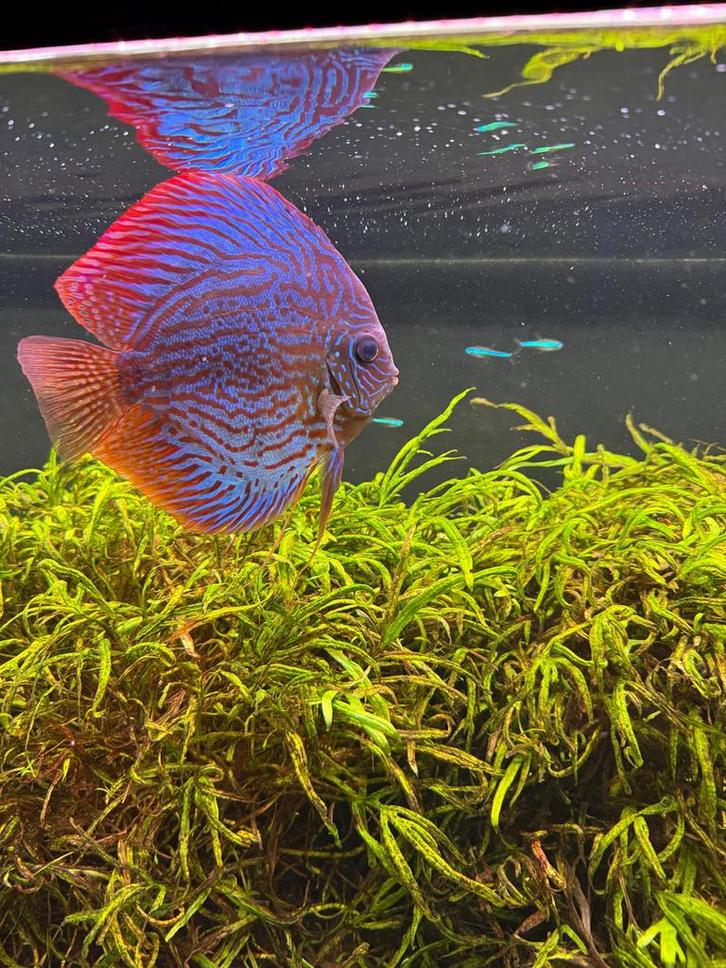 Discusvissen Stendker, Piwowarski, Dieren en Toebehoren, Vissen | Aquariumvissen, Vis
