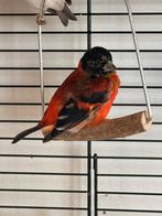 Kapoetsensijs man natuurbroed 2025., Dieren en Toebehoren, Vogels | Overige Vogels, Mannelijk, Geringd