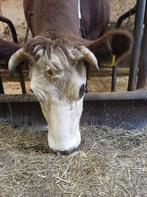 blaarkop lakenvelder te koop, Dieren en Toebehoren, Meerdere dieren