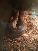 1.0 Retic  Python  Anthrax  2.5 meter, Dieren en Toebehoren, Reptielen en Amfibieën