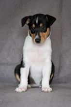 Schotse Herdershond Korthaar pups, Rabiës (hondsdolheid), 8 tot 15 weken, Collie, Meerdere