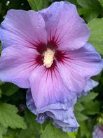 Hibiscus syriacus stekken, fris en prima geworteld!, Volle zon, Vaste plant, Zomer, Ophalen