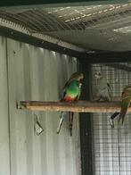 Veelkleuren parkiet, Dieren en Toebehoren, Mannelijk, Parkiet