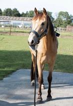Merrie 3 jaar, zeer braaf, 1.48 m, gespreide betaling, Dieren en Toebehoren, Paarden, Merrie