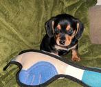 Dwergteckel puppy’s ( nog 1 reutje ), Dieren en Toebehoren, Honden | Teckels en Dashonden, CDV (hondenziekte), 8 tot 15 weken