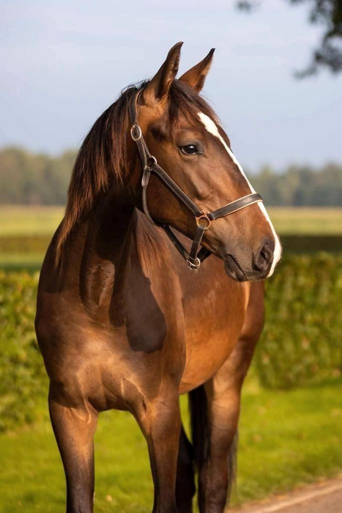 Verzorger Gezocht, Dieren en Toebehoren, Paarden en Pony's | Overige Paardenspullen, Nieuw, Overige soorten, Ophalen of Verzenden