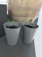 Madagascar Jewel (Euphorbia leuconeura), Huis en Inrichting, Kamerplanten, Ophalen, Vetplant, Halfschaduw, In pot