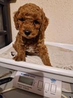Mooie labradoodles te koop., CDV (hondenziekte), 8 tot 15 weken, Meerdere, Meerdere dieren