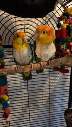 Zeldzame groendij caiques, Mannelijk, Parkiet, Tam