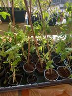 Tomaten plantjes met bloempjes en knoppen dat worden tomaate, Ophalen, Volle zon, Groenteplanten, Eenjarig