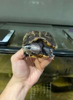 Ik ben zoek schilpadden, Dieren en Toebehoren, Reptielen en Amfibieën